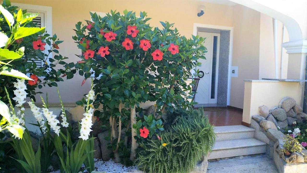 דירות אולביה Casa Vacanze Dolce Hibiscus מראה חיצוני תמונה