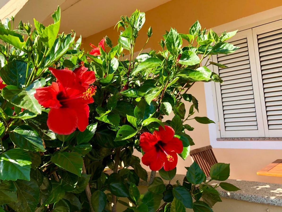 דירות אולביה Casa Vacanze Dolce Hibiscus מראה חיצוני תמונה