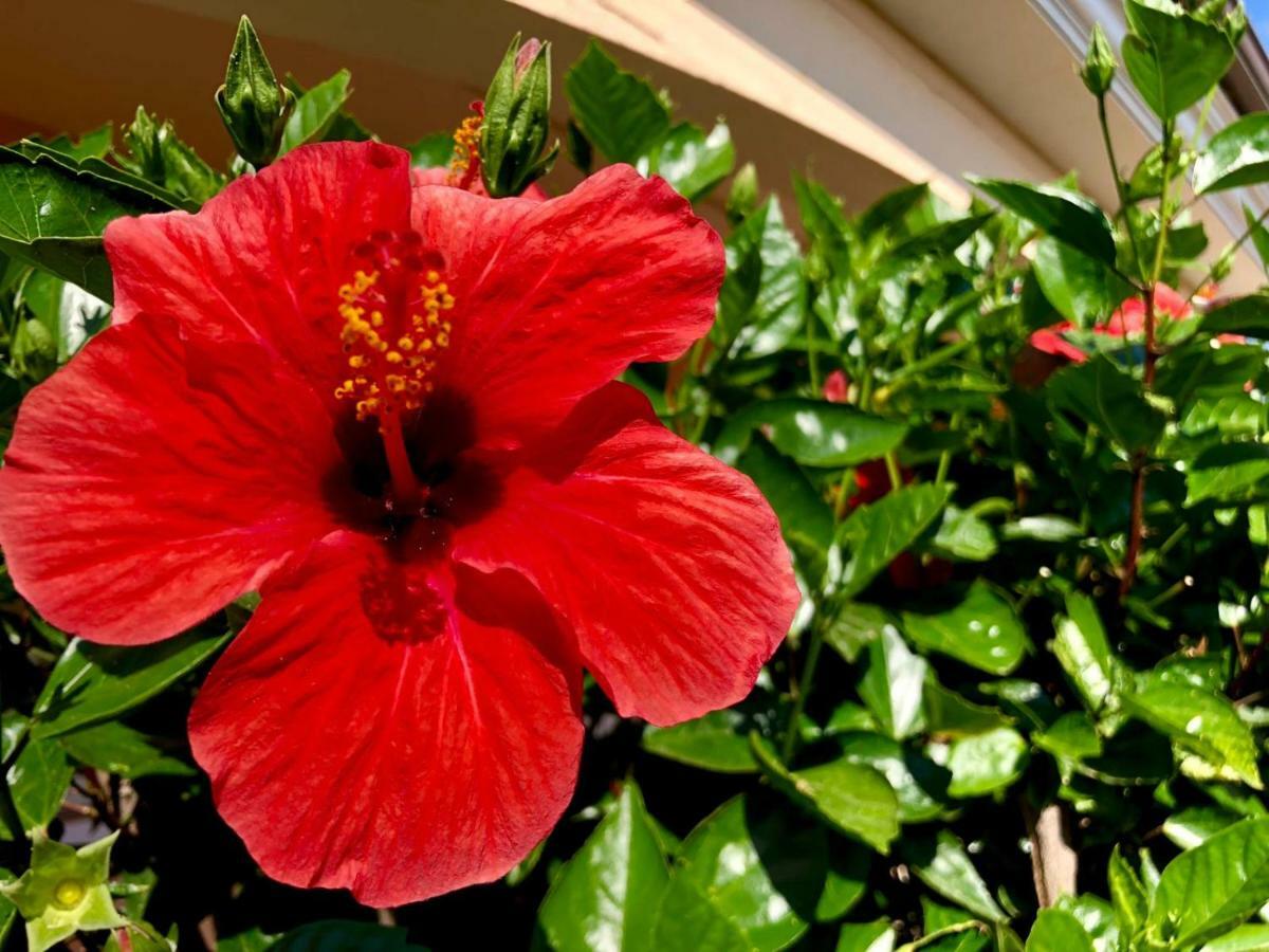 דירות אולביה Casa Vacanze Dolce Hibiscus מראה חיצוני תמונה